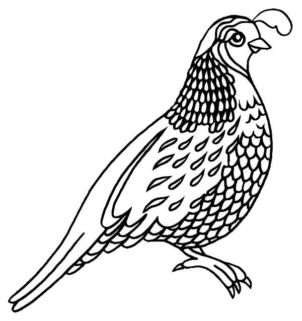 Quail drawing bird coloring pages coloring pages quail