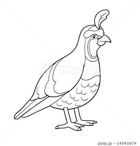 Coloring book quail