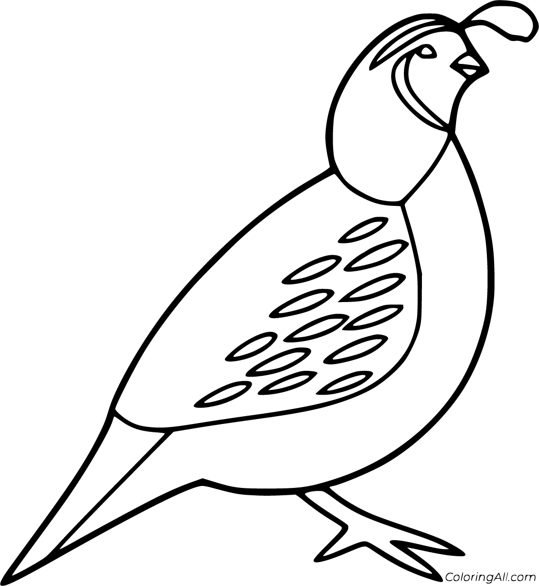 Quail coloring pages coloring pages bird coloring pages color