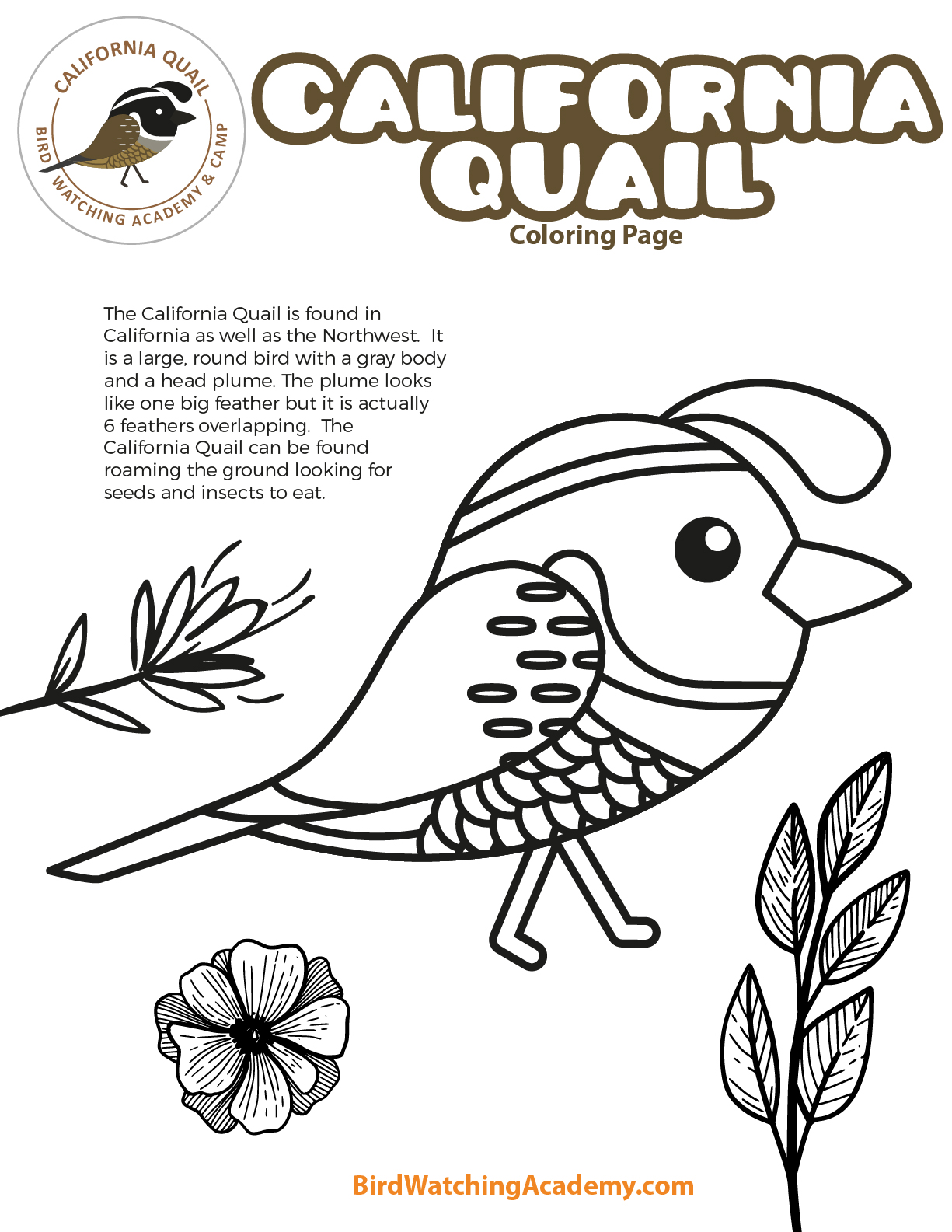 California quail coloring page