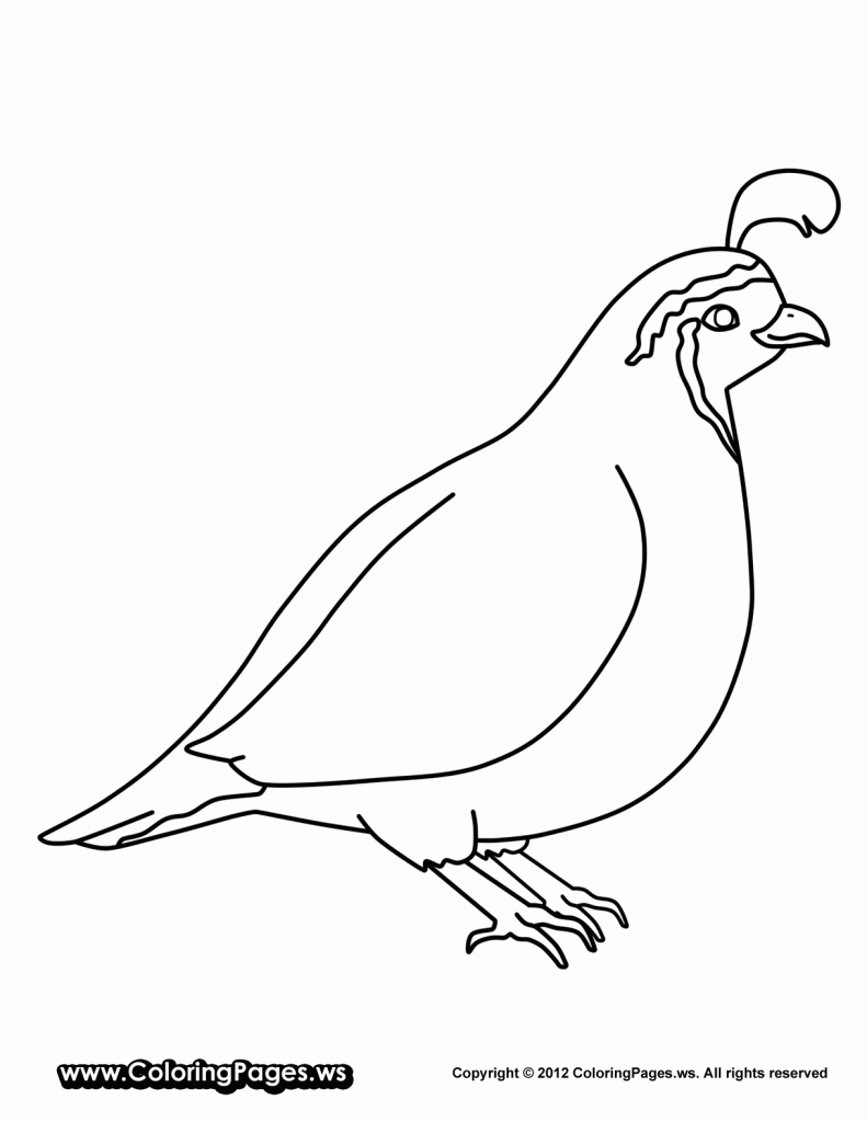 Quail coloring pages for preschool bird coloring pages printable coloring pages hello kitty colouring pages