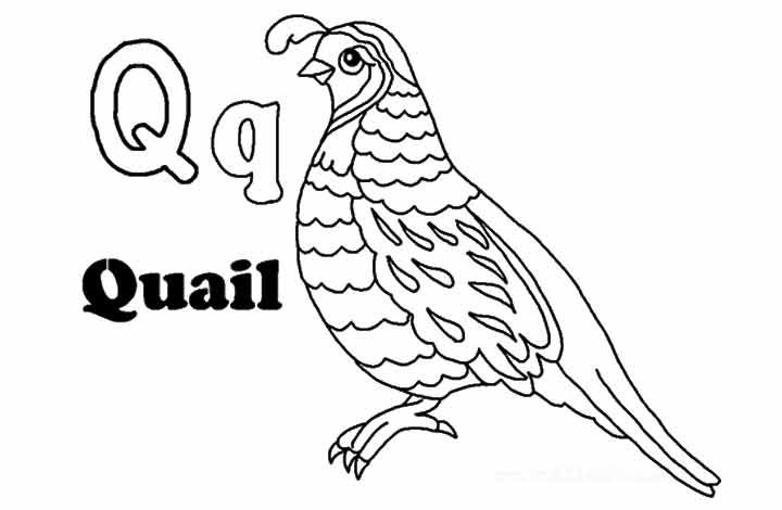 Quail coloring pages for preschool free printable alphabet letters free printable letters coloring pages