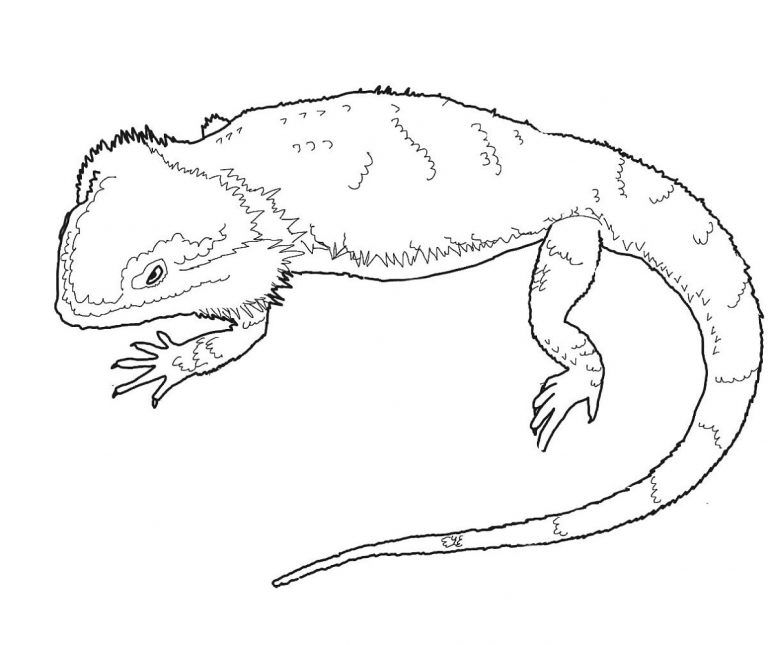 Bearded dragon coloring pages