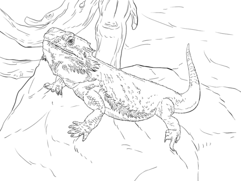 Central bearded dragon coloring page free printable coloring pages