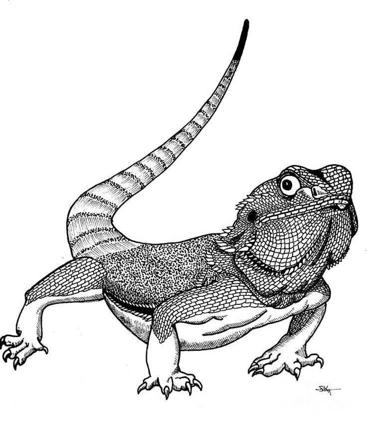 Bearded dragon coloring pages