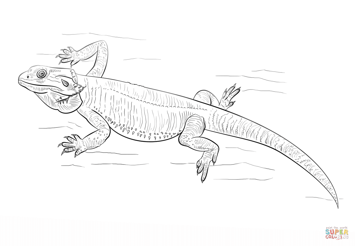 Bearded dragon coloring page free printable coloring pages