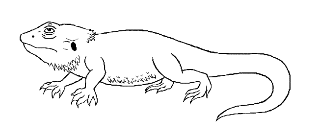 Bearded dragon coloring page