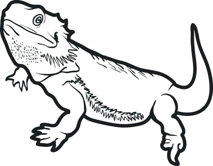 Bearded dragon coloring pages