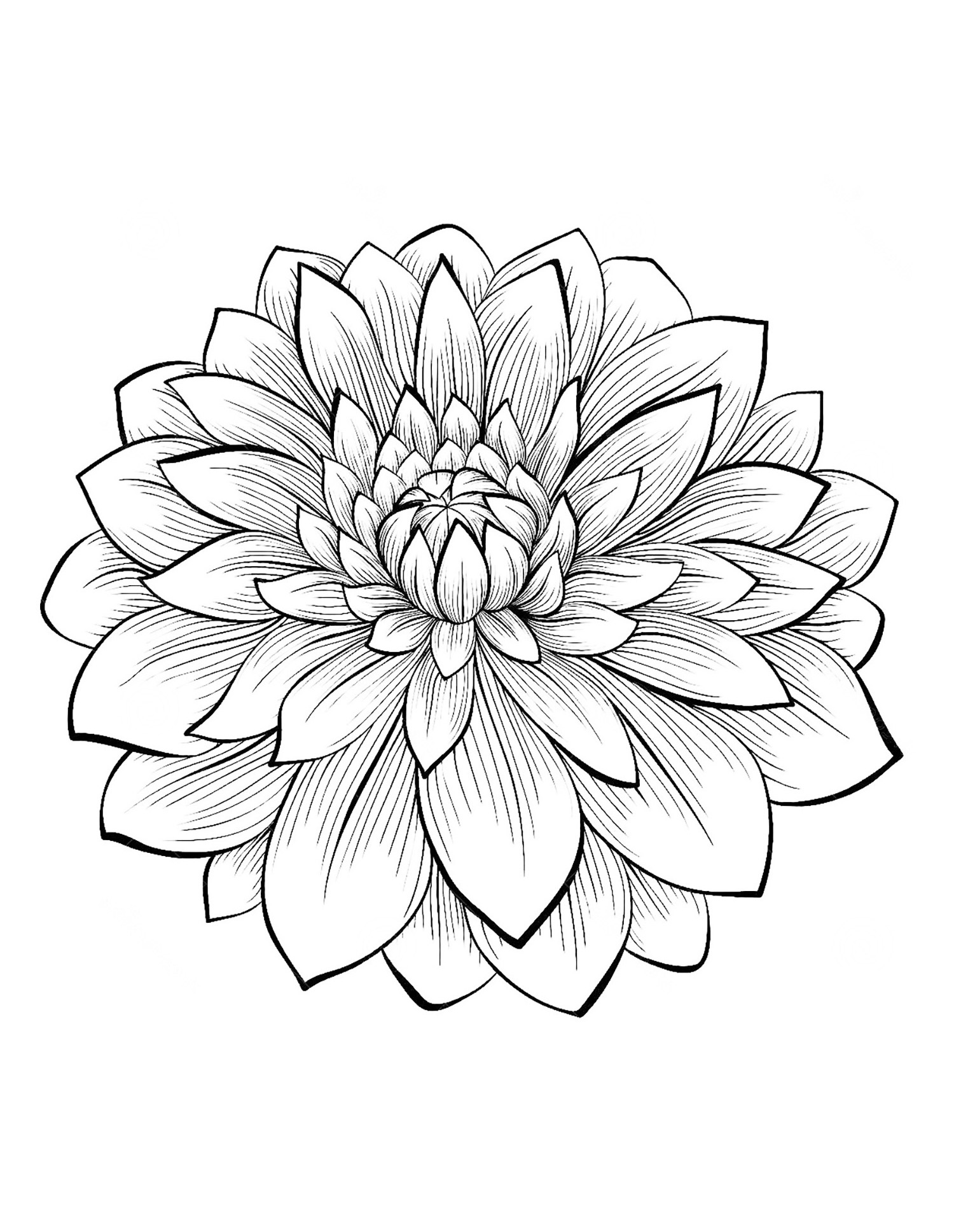 Dahlia flower