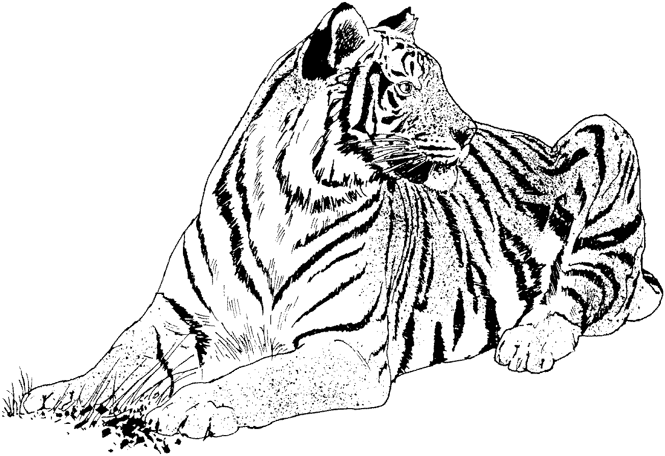 Big cat coloring pages cat coloring page lion coloring pages tiger pictures