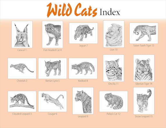 Animal sketches wild cats a special edition coloring book by tim jeffs