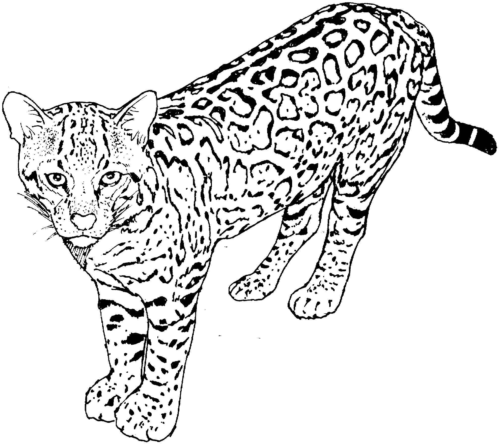 Big cat coloring pages pages ã colorier des animaux coloriage chat ã imprimer coloriage chat