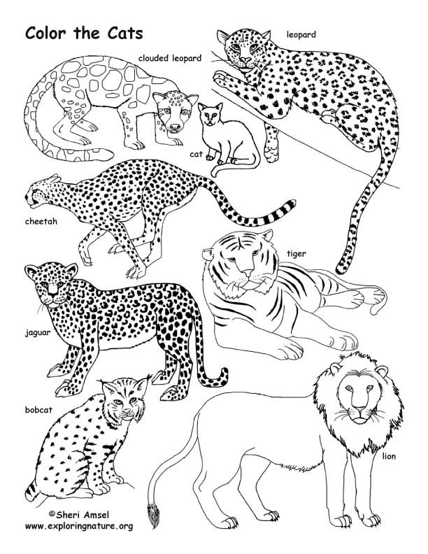 Cat family â coloring nature family coloring pages cat coloring page cat family