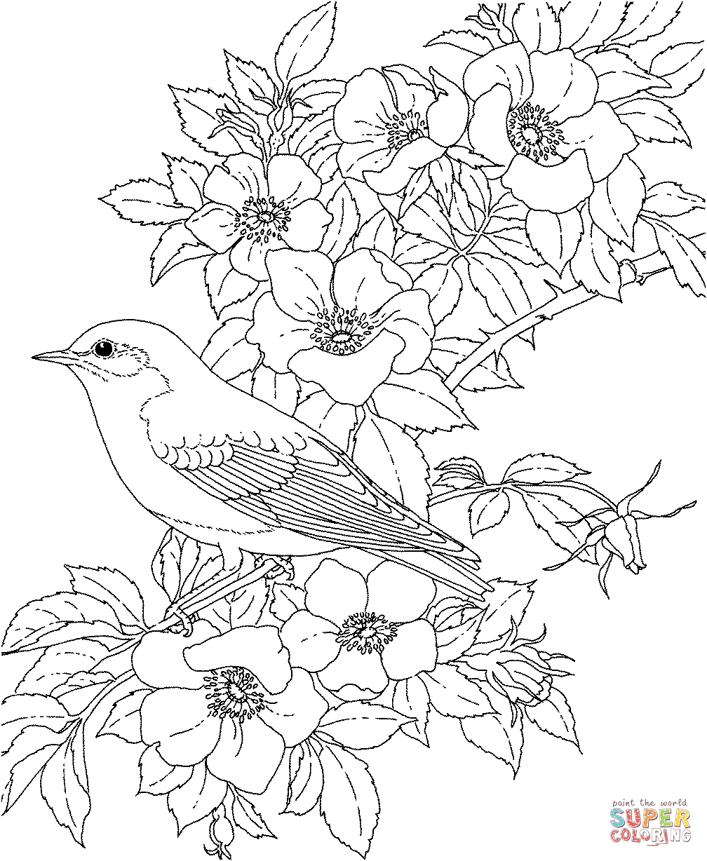 Eastern bluebird and rose new york state bird and flower coloring page free printable coloring pages