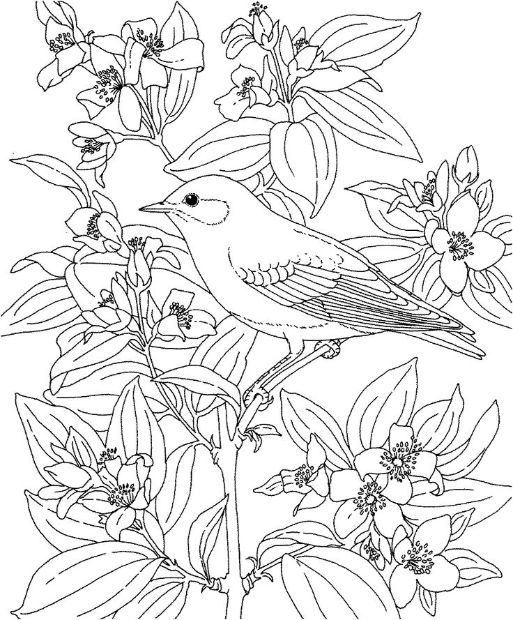 Free printable coloring pageidaho state bird and flower mountain bluebird syringâ bird coloring pages flower coloring pages printable flower coloring pages