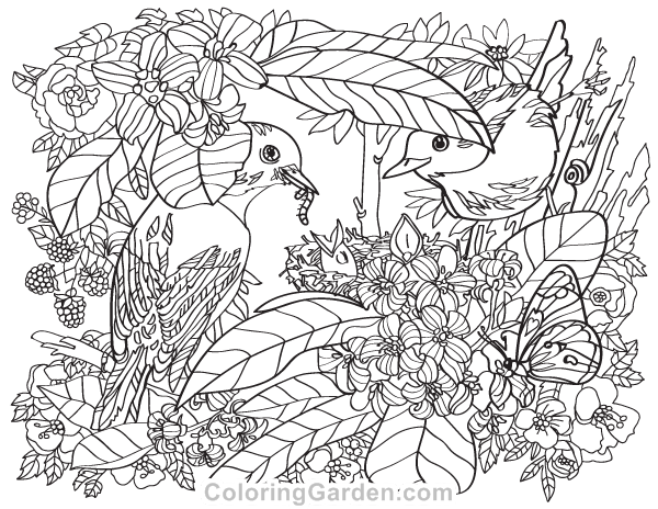 Birds and flowers adult coloring page