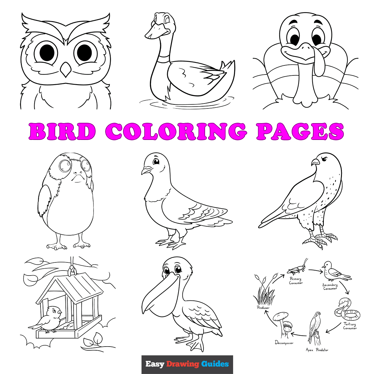 Free printable bird coloring pages for kids