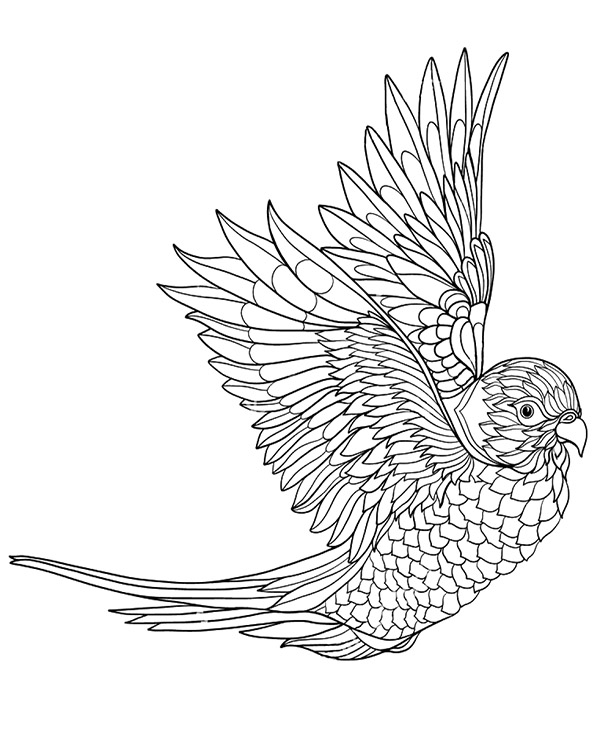 Printable colouring pages with birds parrot to color