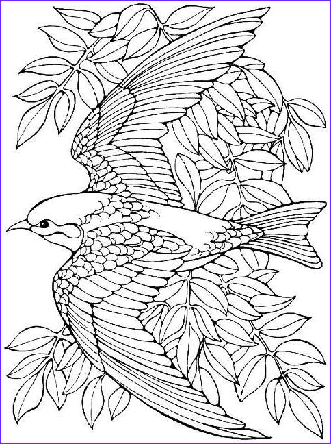 Beautiful bird coloring pages for adults collection bird coloring pages coloring books coloring pages