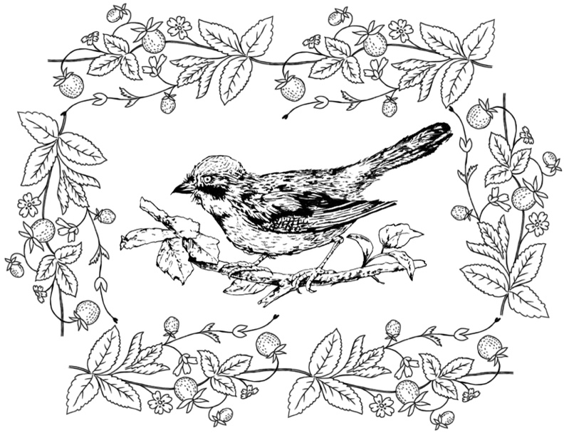 Bird coloring pages