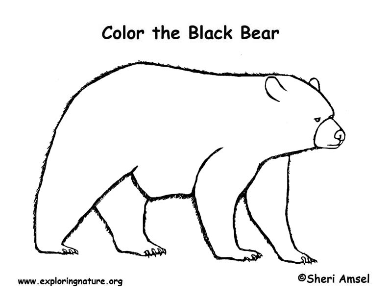 Bear black coloring page