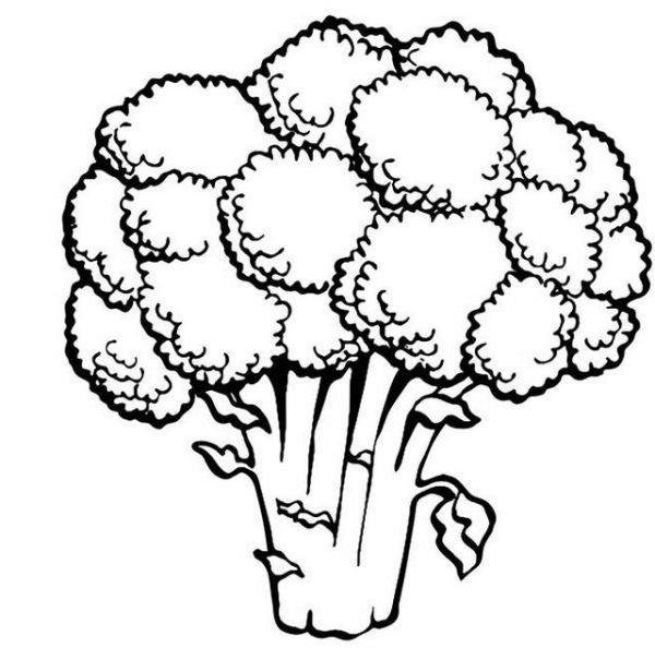 Green broccoli coloring pages pdf for kids