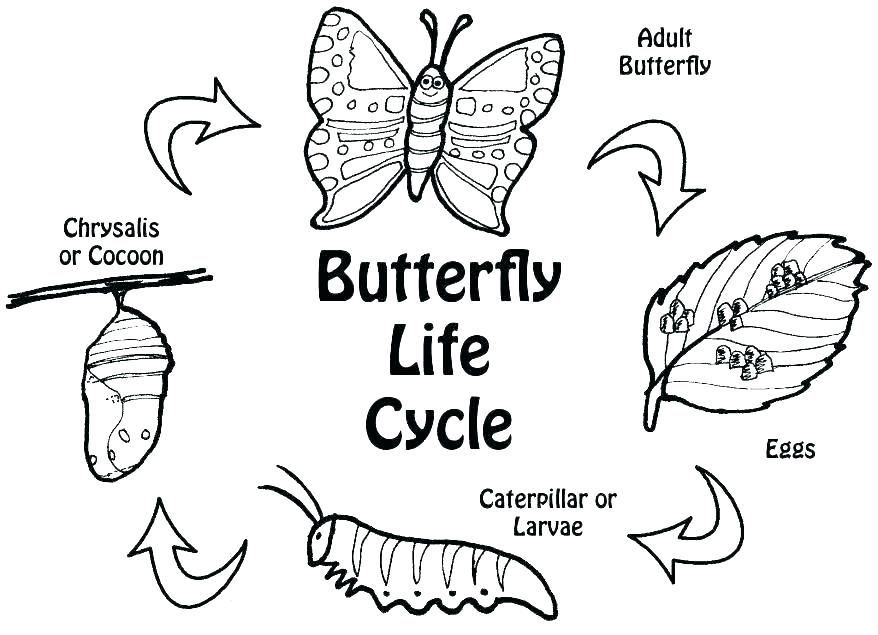 Printable coloring pages butterfly life cycle life cycles animal life cycles