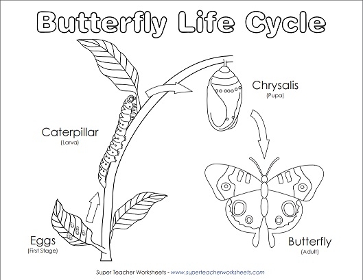 Life cycle of a butterfly