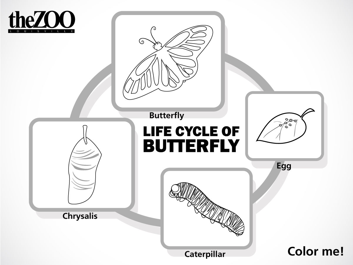 Butterfly life cycle louisville zoo