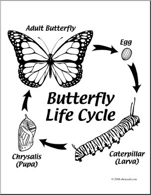 Clip art butterfly life cycle coloring page i