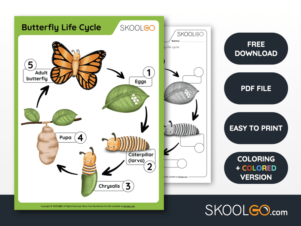 Butterfly life cycle