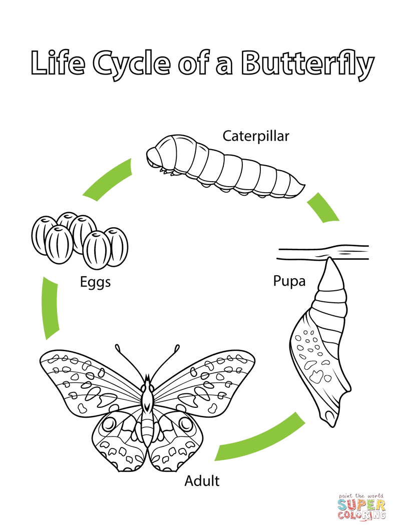 Life cycle of a butterfly coloring page free printable coloring pages