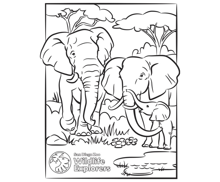 Coloring page elephant family san diego zoo wildlife explorers