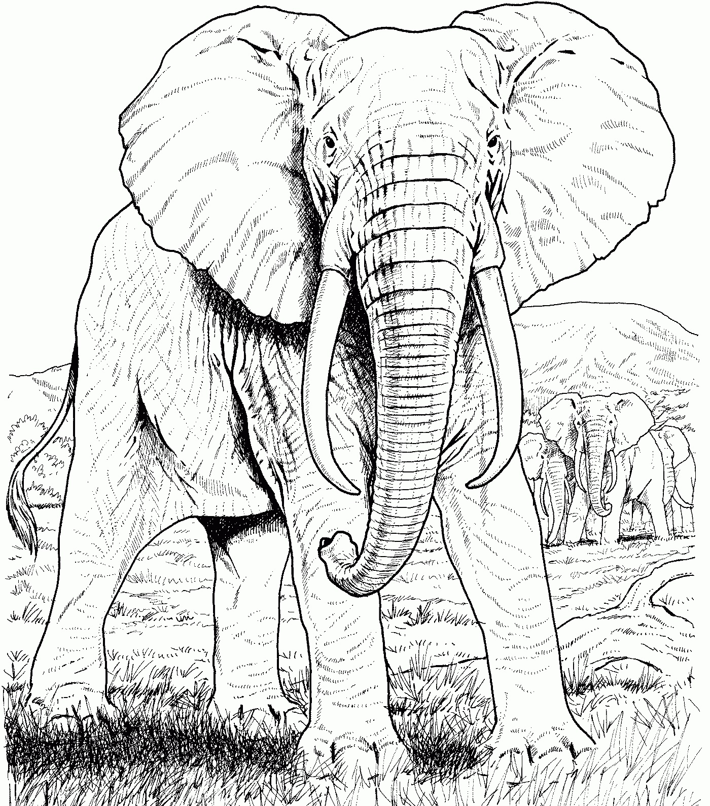 Elephant coloring pages for adults