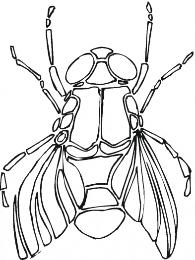 Fly coloring page