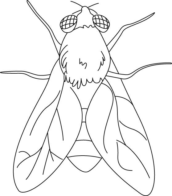 House fly coloring pages insect coloring pages animal coloring pages bug coloring pages