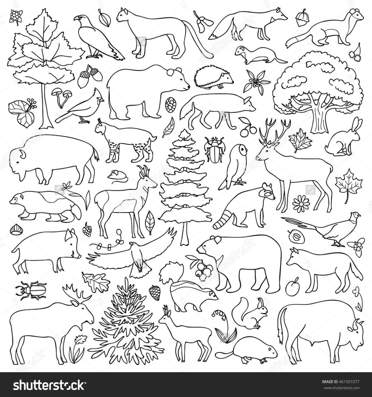 Forest animal coloring pages â through the thousand photographs on the internet about forest animal coâ animal coloring pages coloring pages bird coloring pages