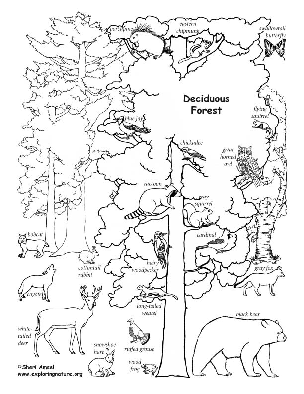 Deciduous forest with animals labeled coloring page