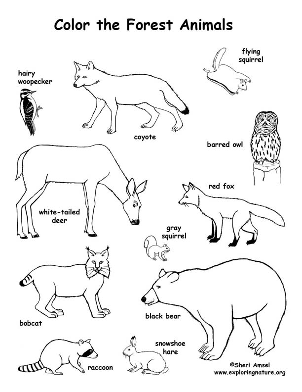 Forest animals coloring page