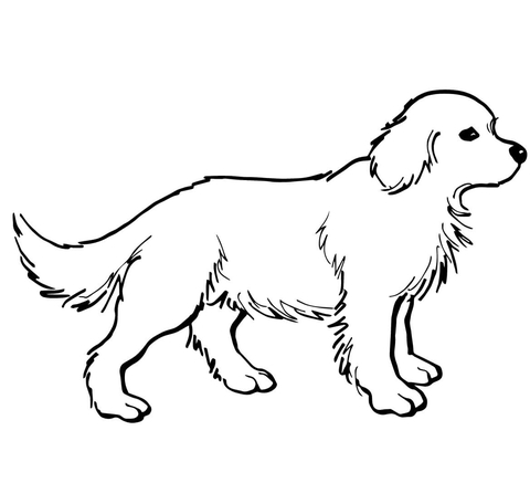 Golden retriever puppy coloring page free printable coloring pages