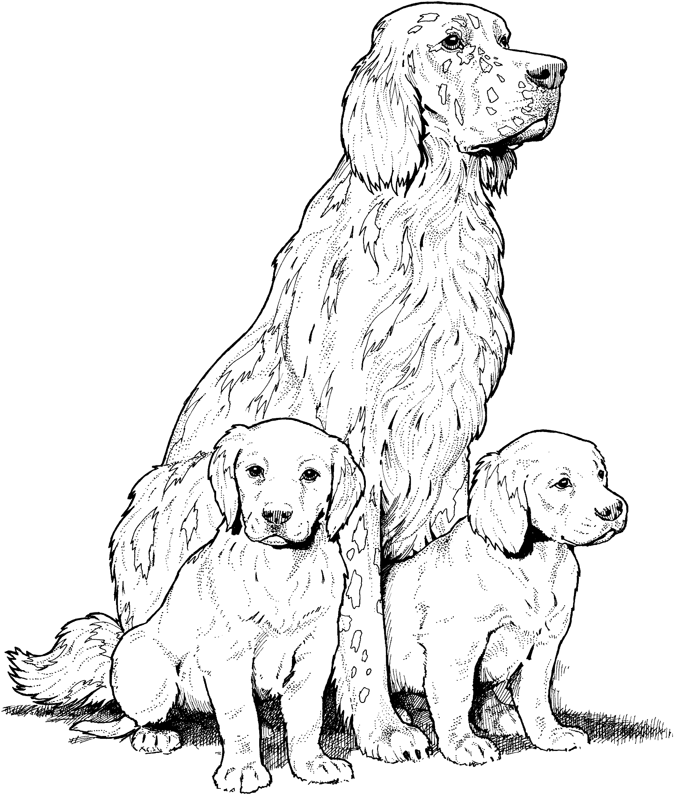 Golden retriever coloring pages