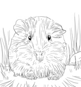 Guinea pig coloring pages free coloring pages