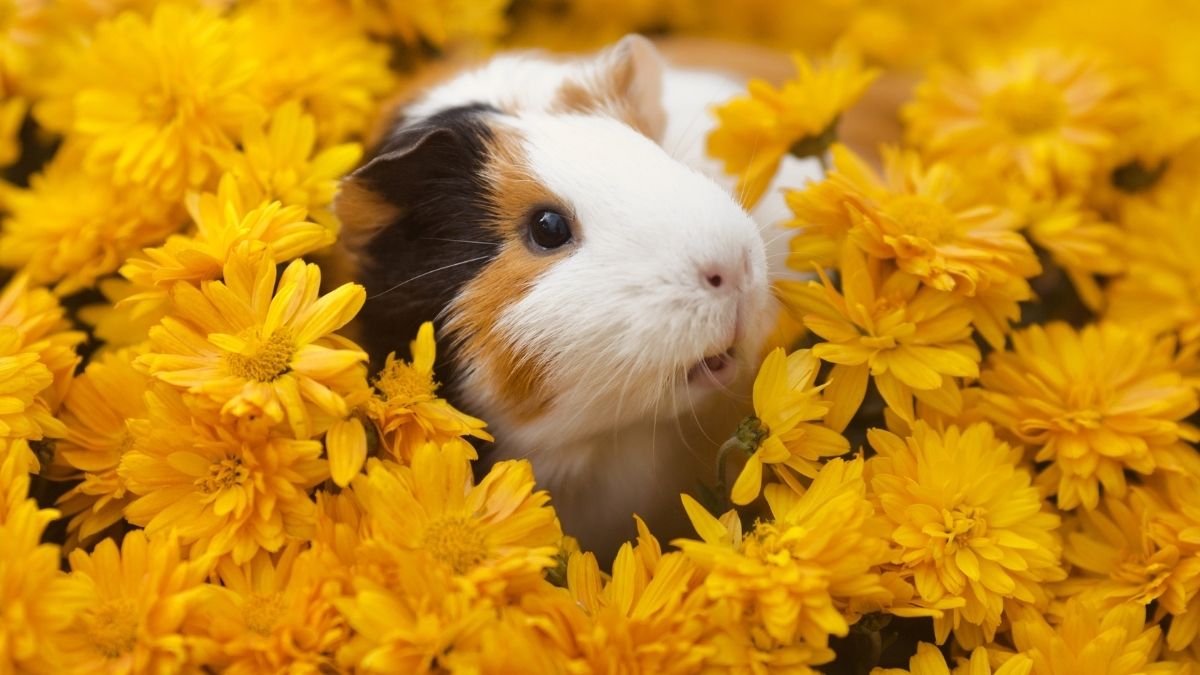 Adorable kids pet guinea pig colouring page