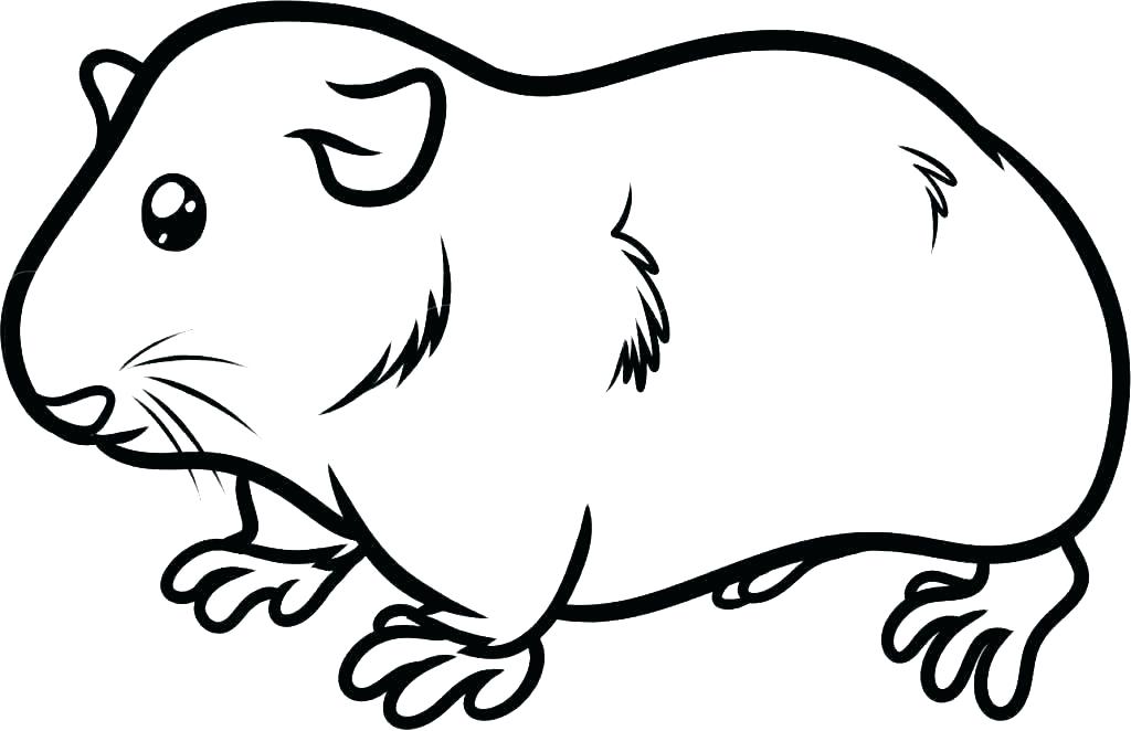 Guinea pig coloring pages