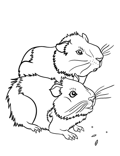 Free guinea pig coloring page