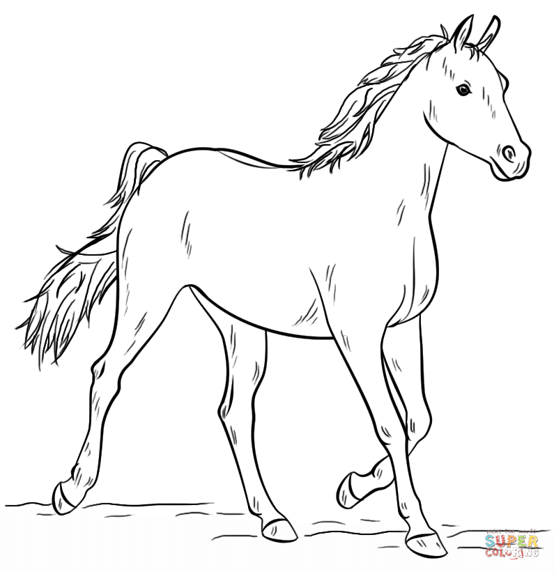 Grey arabian horse coloring page free printable coloring pages