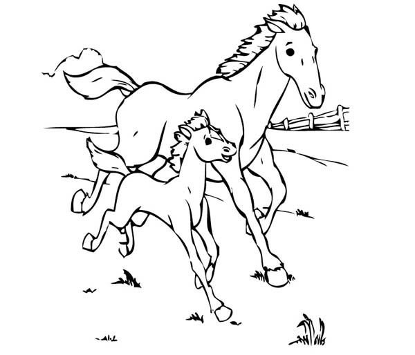 Baby horse running with his mother in horses coloring page