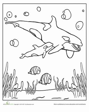 Orca whale worksheet education whale coloring pages orca whales orca