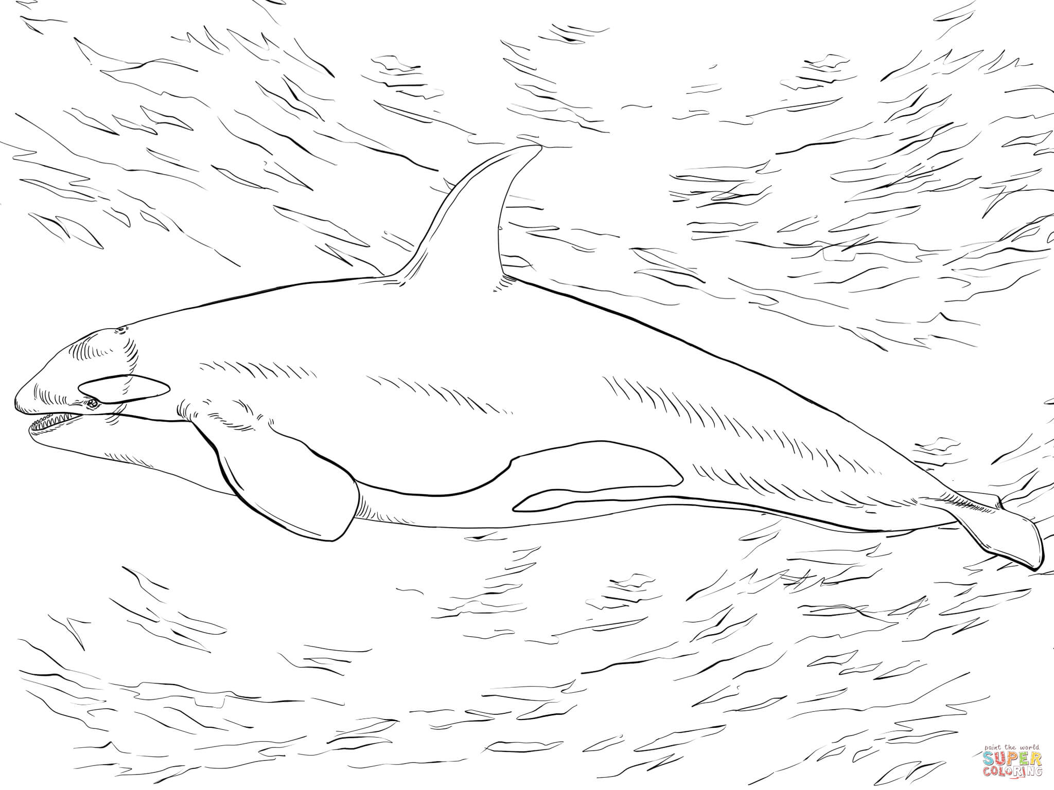 Killer whale orca coloring page free printable coloring pages