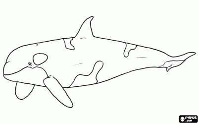 Killer whale pictures to print an orca also known as the killer whale coloring page whale coloring pages mammals killer whales
